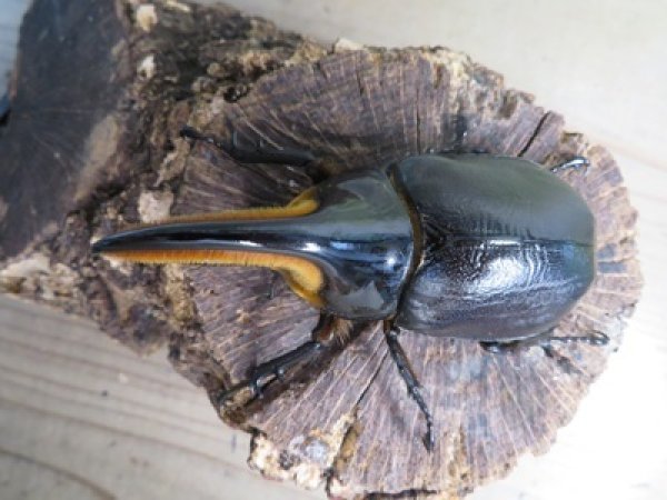 画像2: ☆人気種☆サタンオオカブト♂90ミリ♀64ミリ新成虫ペア販売！！ (2)