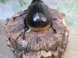画像3: ☆人気種☆サタンオオカブト♂90ミリ♀64ミリ新成虫ペア販売！！ (3)