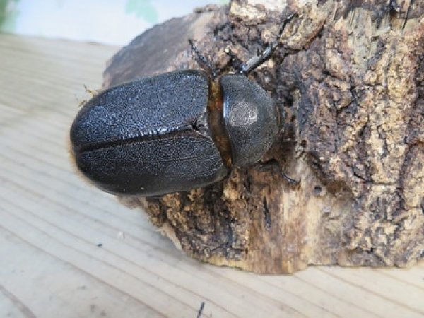 画像4: ☆人気種☆サタンオオカブト♂90ミリ♀64ミリ新成虫ペア販売！！ (4)
