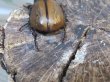 画像3: ☆新成虫☆マルガリータヒナカブト（オオカラカネヒナカブト）♂38ミリ♀40ミリペア販売！！ (3)