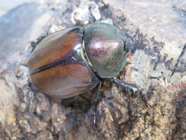 画像4: ☆新成虫☆マルガリータヒナカブト（オオカラカネヒナカブト）♂38ミリ♀40ミリペア販売！！ (4)