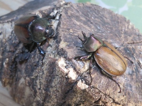 画像5: ☆新成虫☆マルガリータヒナカブト（オオカラカネヒナカブト）♂38ミリ♀40ミリペア販売！！ (5)