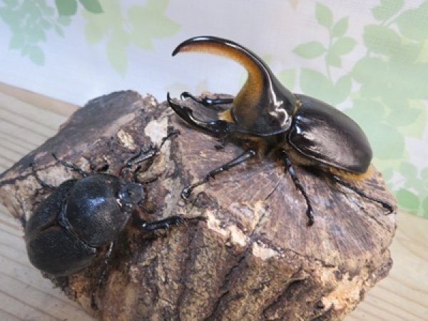 画像5: ☆人気種☆サタンオオカブト♂90ミリ♀64ミリ新成虫ペア販売！！ (5)