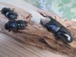 画像5: ☆インド・マニプール産☆グランディスオオクワガタ♂74ミリ♀47ミリ＋♀45ミリ計3頭トリオ販売！！ (5)
