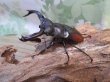 画像1: ☆新成虫☆サヌチフタマタクワガタ（赤サヌチ）♂64ミリ♀44ミリペア販売！！ (1)