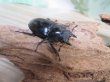 画像4: ☆新成虫☆サヌチフタマタクワガタ（赤サヌチ）♂64ミリ♀44ミリペア販売！！ (4)