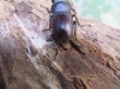 画像3: ☆新成虫☆ヤエヤマコクワガタ♂32.5ミリ♀26.5ミリペア販売！！ (3)