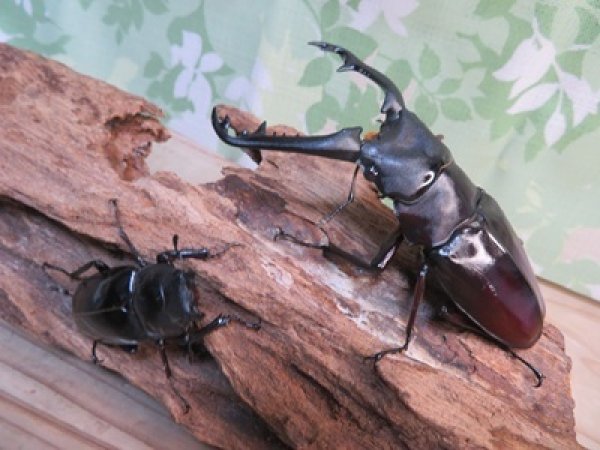 画像5: ☆新成虫☆ギラファノコギリクワガタ（亜種ニシカワイ）♂94ミリ♀45ミリペア販売！！ (5)