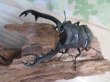 画像2: ☆新成虫☆ギラファノコギリクワガタ（亜種ニシカワイ）♂94ミリ♀45ミリペア販売！！ (2)