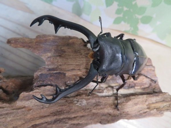 画像2: ☆新成虫☆ギラファノコギリクワガタ（亜種ニシカワイ）♂94ミリ♀45ミリペア販売！！ (2)