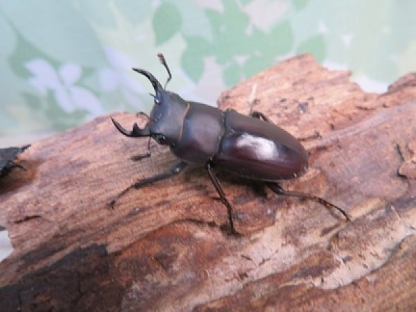 画像1: ☆新成虫☆ヤエヤマコクワガタ♂32.5ミリ♀26.5ミリペア販売！！ (1)