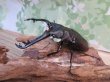 画像1: ☆新成虫☆ギラファノコギリクワガタ（亜種ニシカワイ）♂94ミリ♀45ミリペア販売！！ (1)