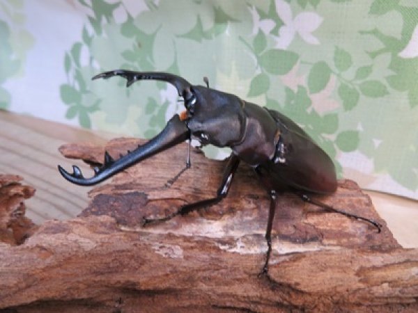 画像1: ☆新成虫☆ギラファノコギリクワガタ（亜種ニシカワイ）♂94ミリ♀45ミリペア販売！！ (1)