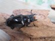 画像4: ☆新成虫☆ギラファノコギリクワガタ（亜種ニシカワイ）♂94ミリ♀45ミリペア販売！！ (4)