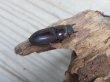 画像4: ☆新成虫☆ヤエヤマコクワガタ♂32.5ミリ♀26.5ミリペア販売！！ (4)