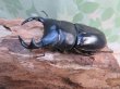 画像1: ☆インド・マニプール産☆グランディスオオクワガタ♂74ミリ♀47ミリ＋♀45ミリ計3頭トリオ販売！！ (1)
