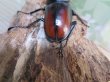 画像3: ☆新成虫☆サヌチフタマタクワガタ（赤サヌチ）♂64ミリ♀44ミリペア販売！！ (3)