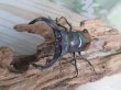 画像2: ☆新成虫☆サヌチフタマタクワガタ（赤サヌチ）♂64ミリ♀44ミリペア販売！！ (2)
