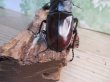 画像3: ☆新成虫☆ギラファノコギリクワガタ（亜種ニシカワイ）♂94ミリ♀45ミリペア販売！！ (3)