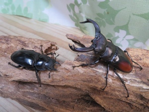 画像5: ☆新成虫☆サヌチフタマタクワガタ（赤サヌチ）♂64ミリ♀44ミリペア販売！！ (5)