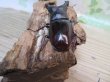 画像3: ☆新成虫☆メルキオリティスフタマタクワガタ♂73ミリ♀42ミリペア販売！！ (3)