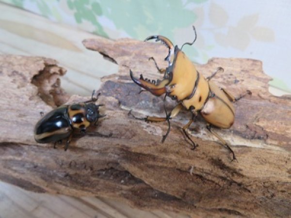 画像5: ☆新成虫☆メンガタメリークワガタ♂50ミリ前後♀フリーサイズペア販売！！ (5)