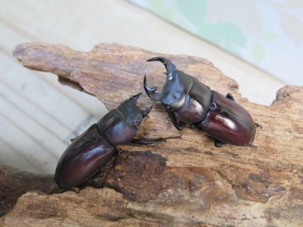 画像5: ☆稀少人気種☆ラティオキナティブス♂32ミリ♀27ミリ新成虫ペア販売！！ (5)