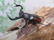 画像1: ☆新成虫☆海南シカクワガタ♂45ミリ♀フリーサイズペア販売！！ (1)