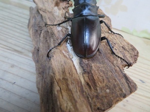 画像3: ☆RR☆ギラファノコギリクワガタ（亜種ティモレンシス）♂83ミリ♀45ミリ新成虫ペア販売！！ (3)