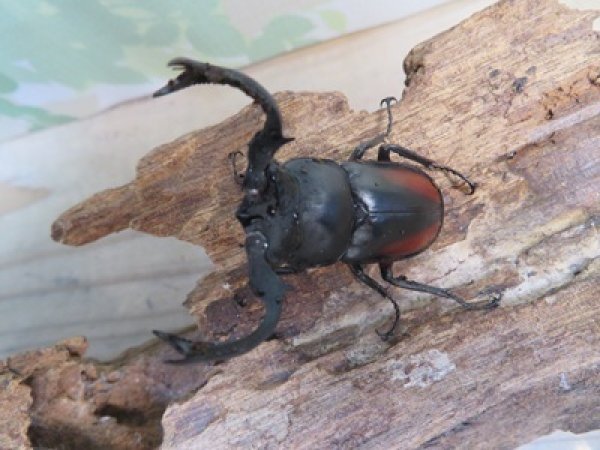 画像2: ☆新成虫☆海南シカクワガタ♂45ミリ♀フリーサイズペア販売！！ (2)