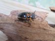 画像4: ☆新成虫☆メンガタメリークワガタ♂50ミリ前後♀フリーサイズペア販売！！ (4)