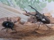 画像5: ☆RR☆ギラファノコギリクワガタ（亜種ティモレンシス）♂83ミリ♀45ミリ新成虫ペア販売！！ (5)