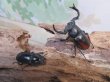 画像5: ☆新成虫☆海南シカクワガタ♂45ミリ♀フリーサイズペア販売！！ (5)