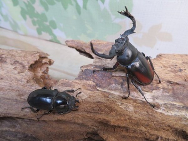画像5: ☆新成虫☆海南シカクワガタ♂45ミリ♀フリーサイズペア販売！！ (5)