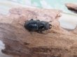 画像4: ☆新成虫☆海南シカクワガタ♂45ミリ♀フリーサイズペア販売！！ (4)