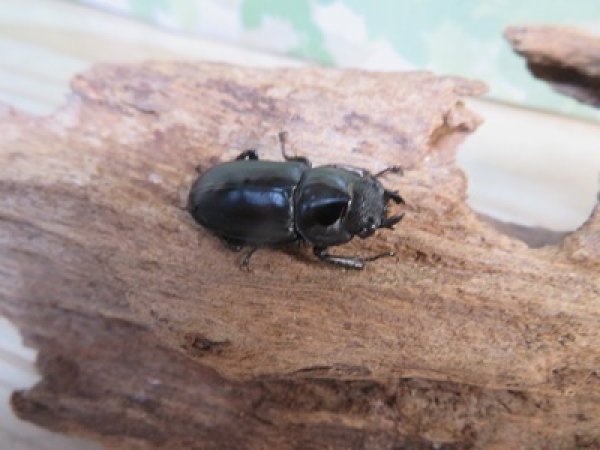 画像4: ☆新成虫☆海南シカクワガタ♂45ミリ♀フリーサイズペア販売！！ (4)