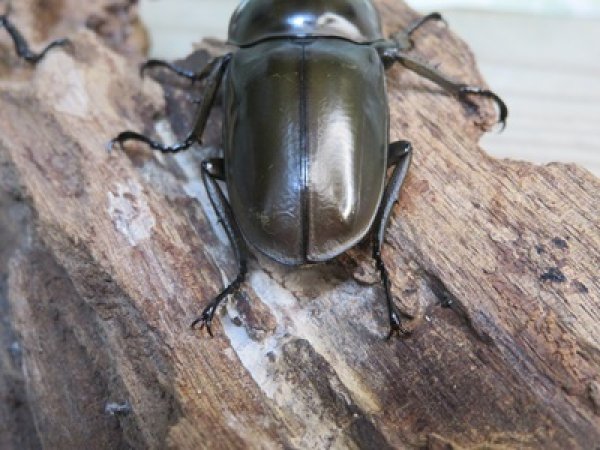 画像3: ☆美麗新成虫☆ババオウゴンオニクワガタ♂56ミリ♀46ミリペア＋♀43ミリの計3頭トリオ販売！！ (3)