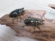 画像4: ☆美麗新成虫☆ババオウゴンオニクワガタ♂55ミリ♀43ミリペア＋♀41ミリの計3頭トリオ販売！！ (4)