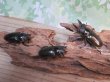 画像5: ☆美麗新成虫☆ババオウゴンオニクワガタ♂56ミリ♀46ミリペア＋♀43ミリの計3頭トリオ販売！！ (5)