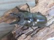 画像2: ☆美麗新成虫☆ババオウゴンオニクワガタ♂56ミリ♀46ミリペア＋♀43ミリの計3頭トリオ販売！！ (2)
