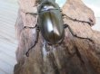 画像3: ☆美麗新成虫☆ババオウゴンオニクワガタ♂55ミリ♀43ミリペア＋♀41ミリの計3頭トリオ販売！！ (3)