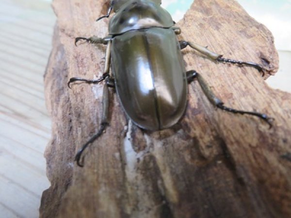 画像3: ☆美麗新成虫☆ババオウゴンオニクワガタ♂55ミリ♀43ミリペア＋♀41ミリの計3頭トリオ販売！！ (3)