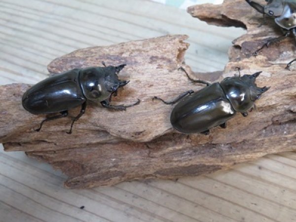 画像4: ☆美麗新成虫☆ババオウゴンオニクワガタ♂56ミリ♀46ミリペア＋♀43ミリの計3頭トリオ販売！！ (4)