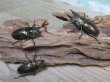 画像5: ☆美麗新成虫☆ババオウゴンオニクワガタ♂55ミリ♀43ミリペア＋♀41ミリの計3頭トリオ販売！！ (5)
