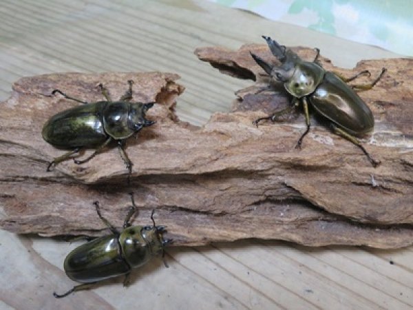 画像5: ☆美麗新成虫☆ババオウゴンオニクワガタ♂55ミリ♀43ミリペア＋♀41ミリの計3頭トリオ販売！！ (5)