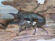 画像2: ☆美麗新成虫☆ババオウゴンオニクワガタ♂55ミリ♀43ミリペア＋♀41ミリの計3頭トリオ販売！！ (2)