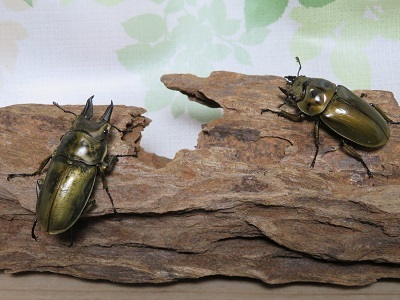新成虫☆ローゼンベルグオウゴンオニクワガタ！♂54ミリ♀48ミリ