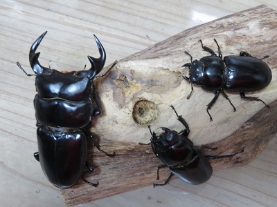 新成虫☆アンタエウスオオクワガタ（ベトナムアンテ）♂66ミリ♀43ミリ