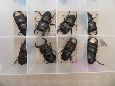 新成虫☆アンタエウスオオクワガタ（ベトナムアンテ）♂66ミリ♀43ミリ