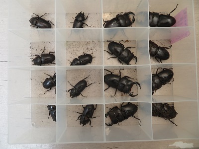 新成虫☆アンタエウスオオクワガタ（ベトナムアンテ）♂66ミリ♀43ミリ
